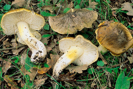 Questo Fungo appartiene alla specie Tricholoma