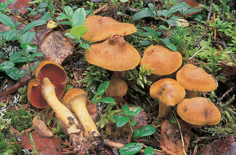 Questo Fungo appartiene alla specie Cortinarius