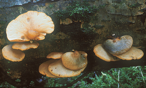 Questo Fungo appartiene alla specie Panaeolus