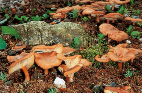 Questo Fungo appartiene alla specie Clitocybe