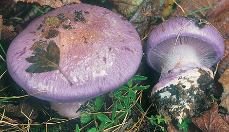 Questo Fungo appartiene alla specie Cortinarius