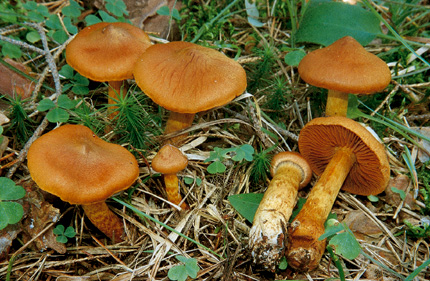 Questo Fungo appartiene alla specie Cortinarius