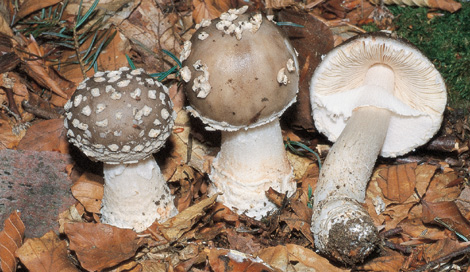 Questo Fungo appartiene alla specie Amanita