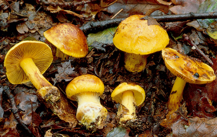 Questo Fungo appartiene alla specie Cortinarius