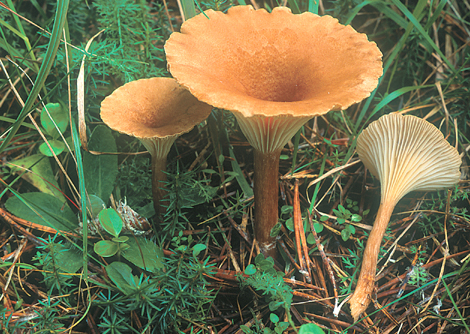 Questo Fungo appartiene alla specie Clitocybe