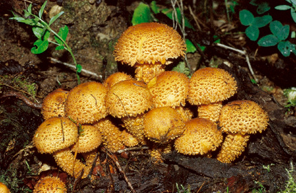 Questo Fungo appartiene alla specie Pholiota