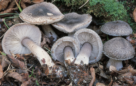 Questo Fungo appartiene alla specie Tricholoma