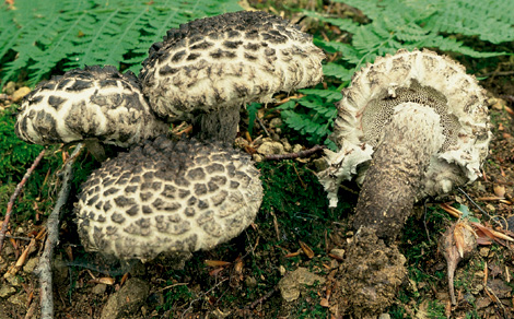 Questo Fungo appartiene alla specie Boletus