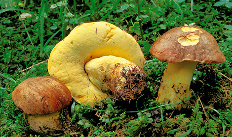 Questo Fungo appartiene alla specie Boletus