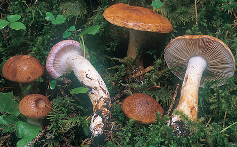 Questo Fungo appartiene alla specie Cortinarius