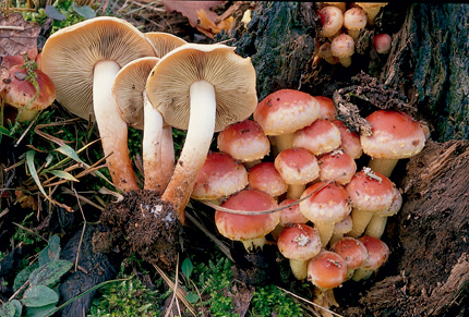 Questo Fungo appartiene alla specie Hypholoma