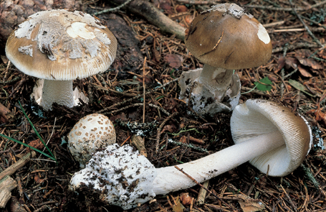 Questo Fungo appartiene alla specie Amanita