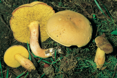 Questo Fungo appartiene alla specie Boletus