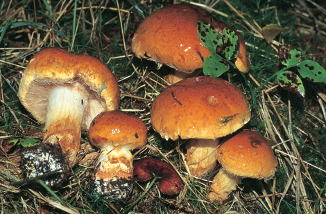 Questo Fungo appartiene alla specie Cortinarius