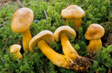 Questo Fungo appartiene alla specie Tricholoma