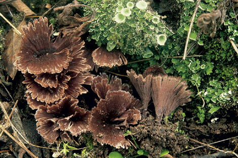 Questo Fungo appartiene alla specie Thelephora