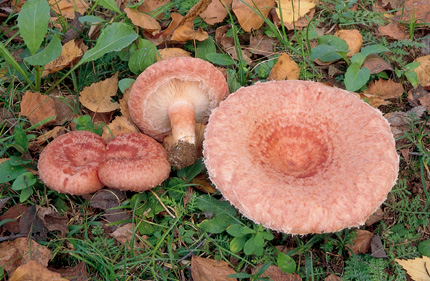 Questo Fungo appartiene alla specie Lactarius