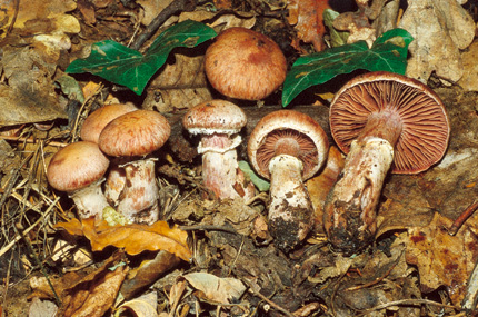 Questo Fungo appartiene alla specie Cortinarius