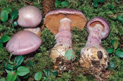 Questo Fungo appartiene alla specie Cortinarius