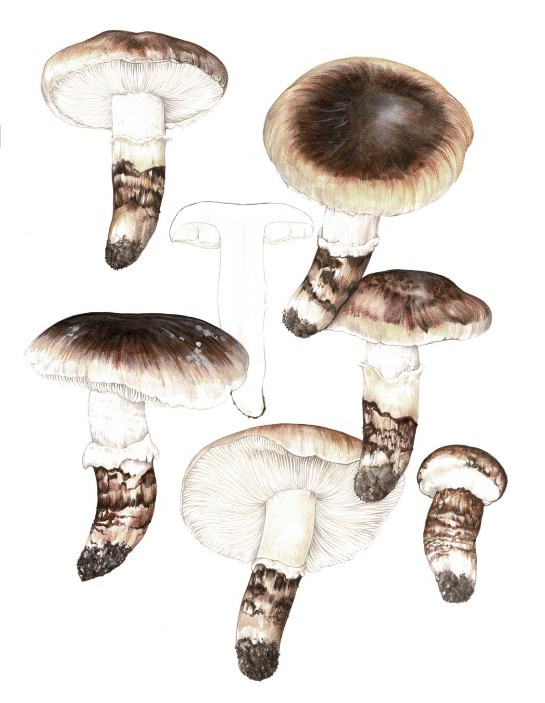 Tricholoma caligatum è il capostipite di un gruppo di Tricholoma commestibili, muniti di un pronunciato velo a forma di calza e dalle colorazioni prevalentemente brunastre. Tra questi figura anche il noto Tri- choloma matsutake, specie presente anche sull’arco alpino ed estremamente apprezzata in Giappone.