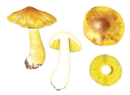 La commestibilità di Tricholoma equestre è estremamente controversa, a seguito di alcuni casi di gravi intossicazioni attribuite a questa specie all’inizio degli anni 2000. Attualmente la raccolta e la commercia- lizzazione di questa specie sono interdette in diverse nazioni europee, tra le quali l’Italia