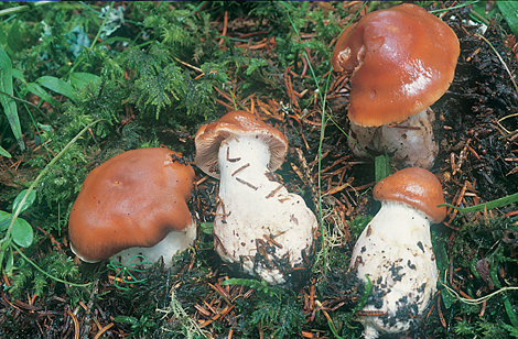 Questo Fungo appartiene alla specie Cortinarius