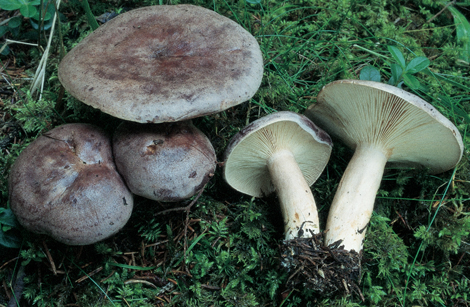 Questo Fungo appartiene alla specie Lactarius