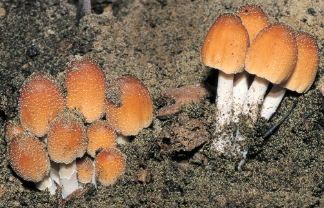 Questo Fungo appartiene alla specie Coprinus