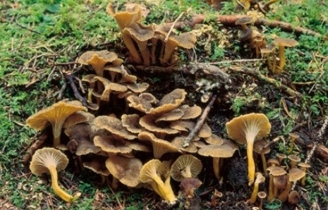 Questo Fungo appartiene alla specie Cantharellus