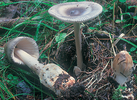 Questo Fungo appartiene alla specie Amanita