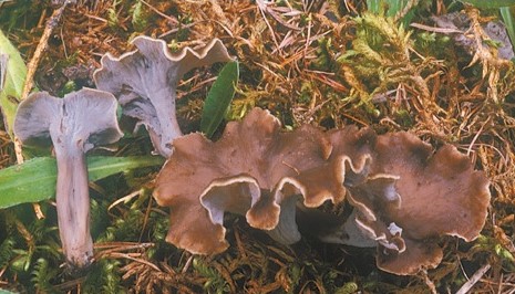 Questo Fungo appartiene alla specie Cantharellus