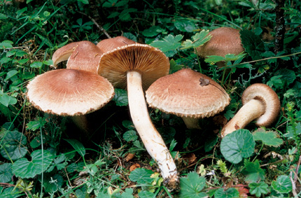 Questo Fungo appartiene alla specie Tricholoma