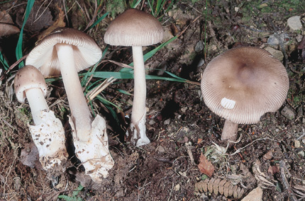 Questo Fungo appartiene alla specie Amanita