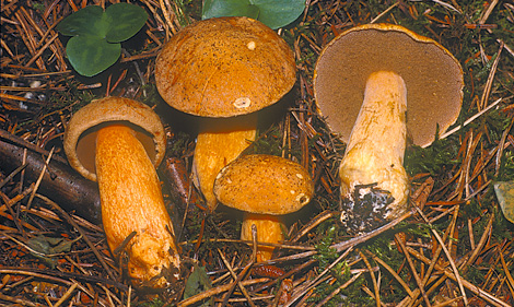 Questo Fungo appartiene alla specie Boletus