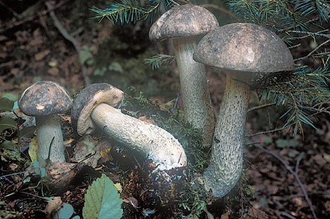 Questo Fungo appartiene alla specie Cortinarius