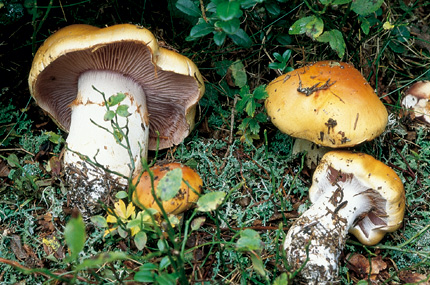 Questo Fungo appartiene alla specie Cortinarius