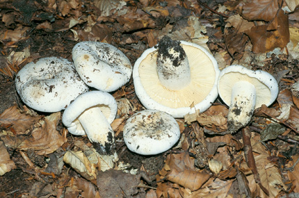 Questo Fungo appartiene alla specie Lactarius