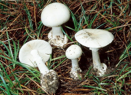 Questo Fungo appartiene alla specie Amanita