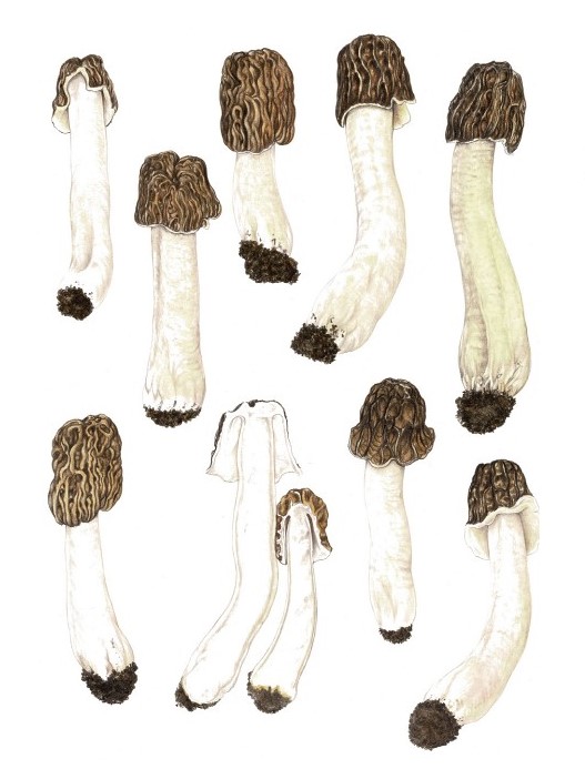 Morchella vulgaris, appartenente al complesso di M. esculenta, è caratterizzata da colorazioni bruno- grigiastre nella mitra. è caratterizzata da colorazioni bruno-grigiastre nella mitra. Le specie del genere Morchella sono fra i funghi più consumati al mondo e vengono commercializzati con volumi e valori decisamente importanti. Tutte la specie sono commestibili dopo cottura completa, evitando i quantitativi eccessivi e i pasti ripetuti.