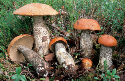 Questo Fungo appartiene alla specie Boletus