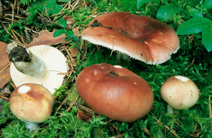 Questo Fungo appartiene alla specie Russula