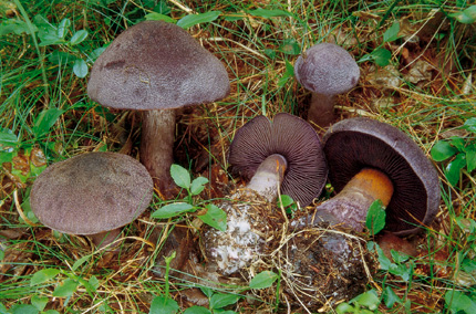 Questo Fungo appartiene alla specie Cortinarius