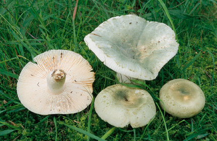 Questo Fungo appartiene alla specie Russula