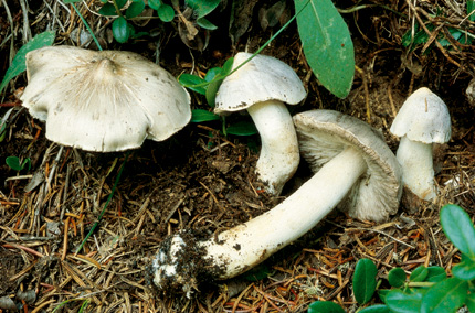 Questo Fungo appartiene alla specie Tricholoma