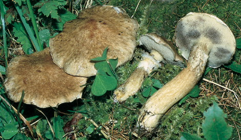 Questo Fungo appartiene alla specie Boletus