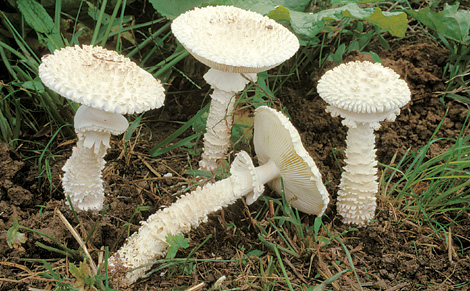 Questo Fungo appartiene alla specie Amanita