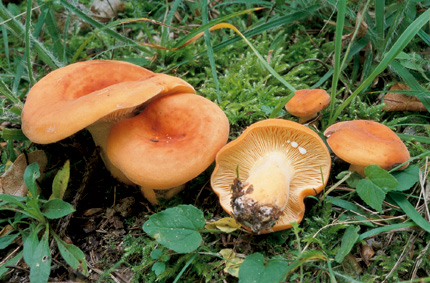 Questo Fungo appartiene alla specie Lactarius