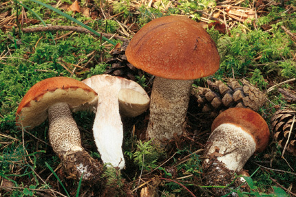 Questo Fungo appartiene alla specie Boletus