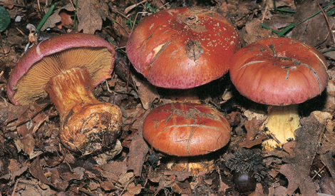 Questo Fungo appartiene alla specie Cortinarius