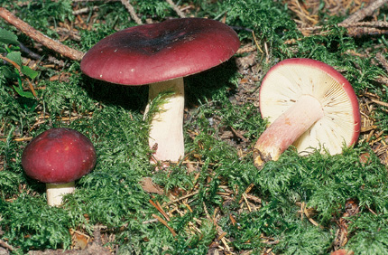 Questo Fungo appartiene alla specie Russula